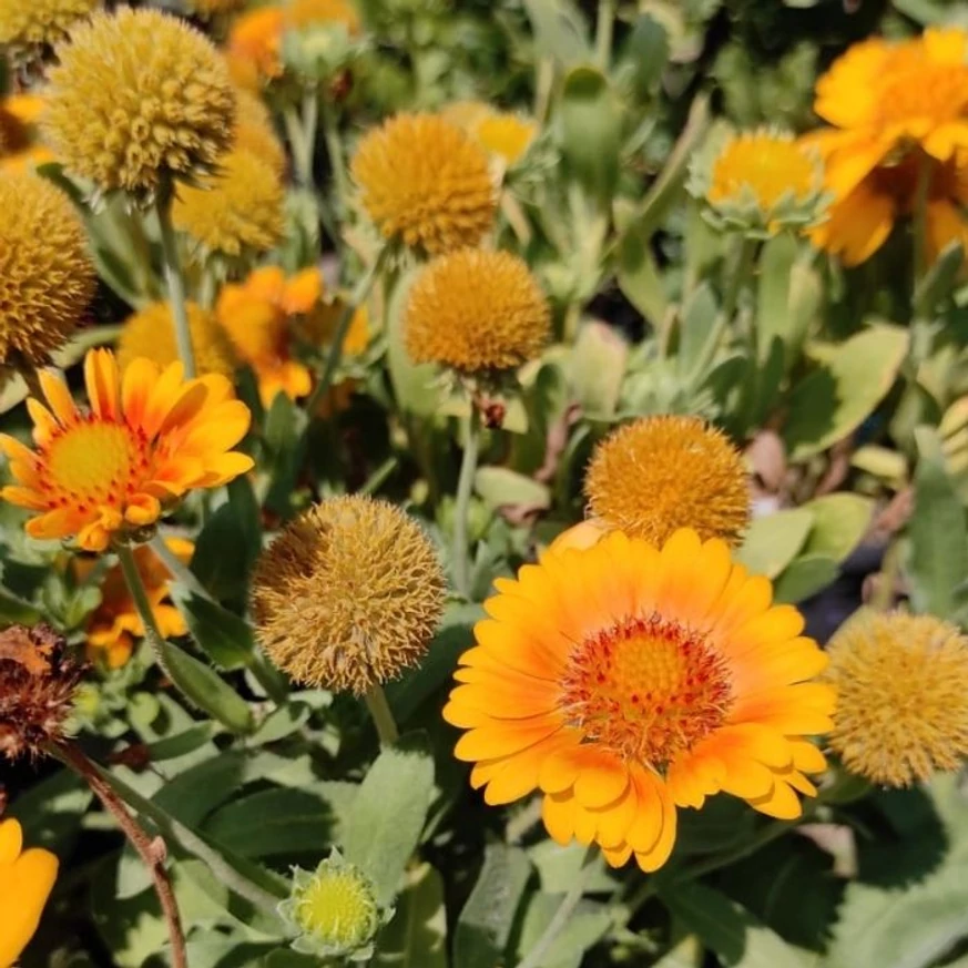 Florile noastre de Coreopsis Li'l Bang Daybreak în iulie.