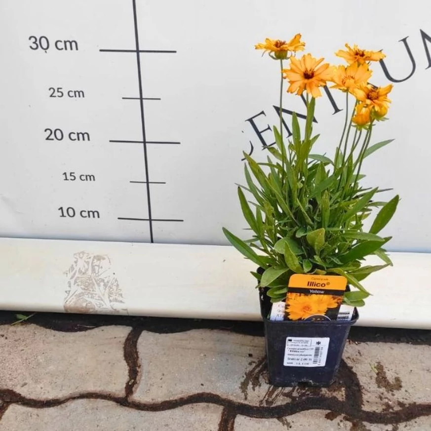 Coreopsis Li'l Bang Daybreak în ghiveci, în iulie.