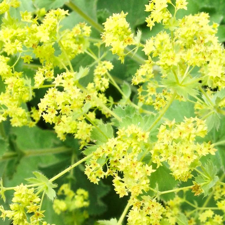 Florile viu colorate, parfumate ale crețișoarei. 