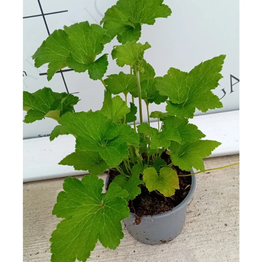Frunzele sănătoase ale plantei în pepiniera noastră. 