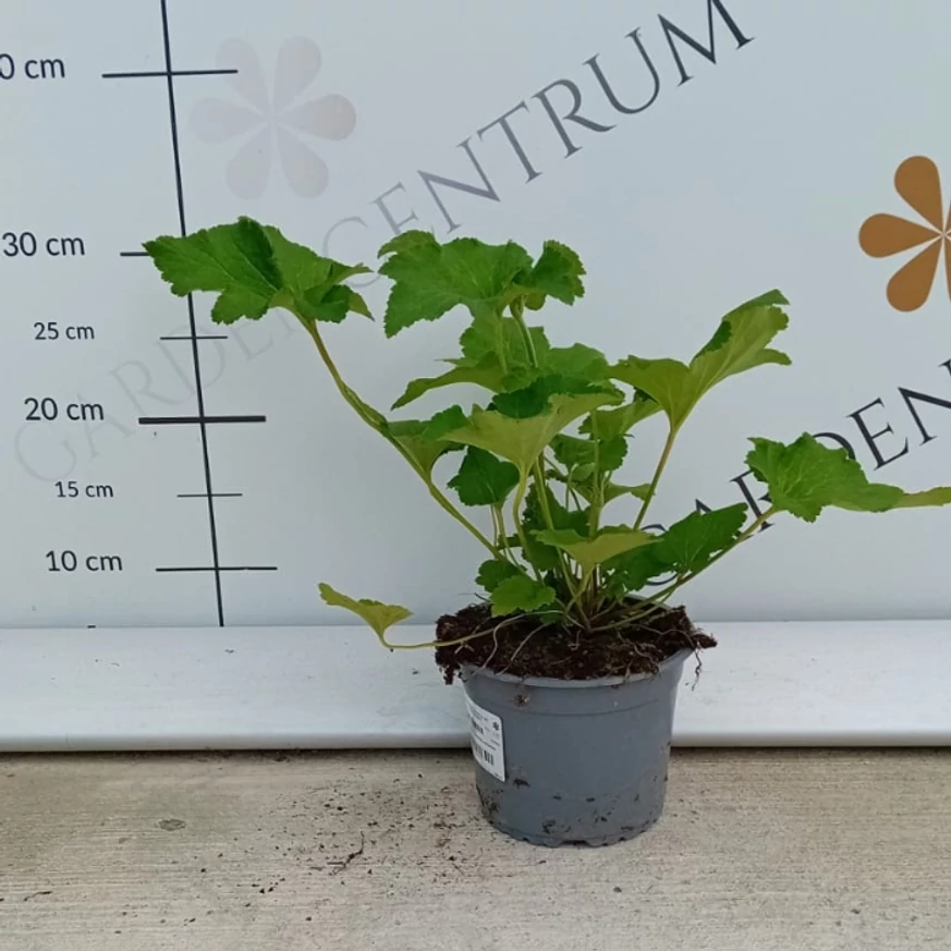 Anemone în pepiniera noastră în luna august. 