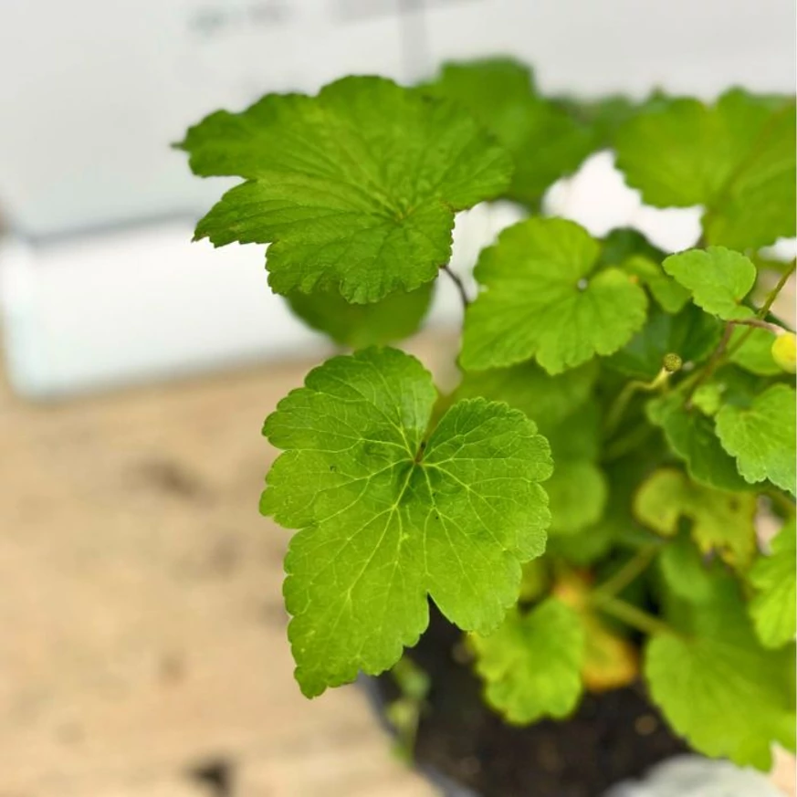 Aspectul frunzelor de Anemone x hybrida cu flori albe, la începutul lunii octombrie.