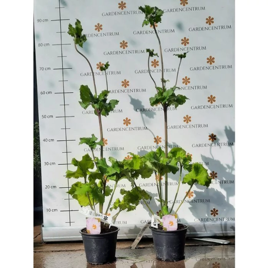 Anemona de toamnă la începutul lunii octombrie în pepiniera noastră.r