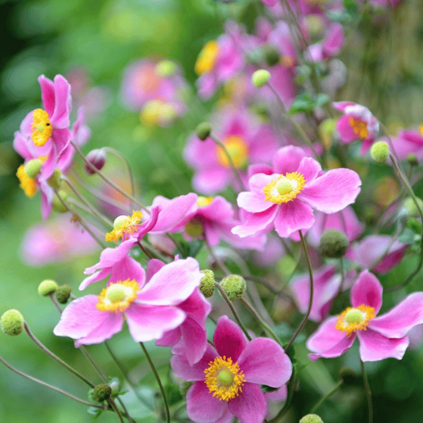 Anemone hybrida înflorește abundent la sfârșitul verii. 