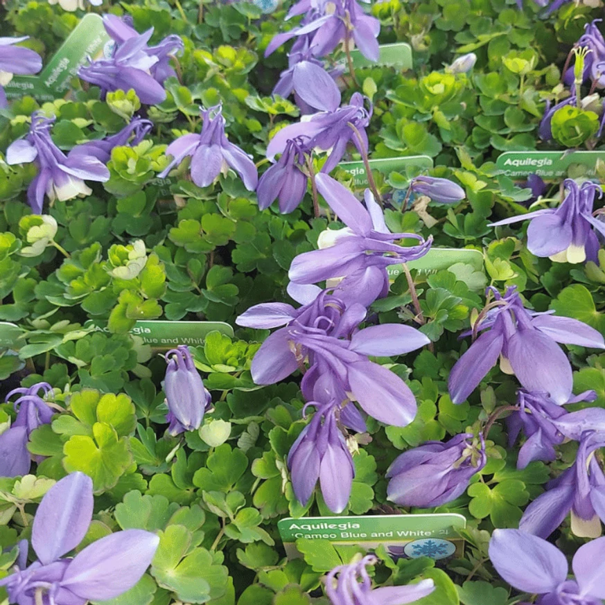 Căldărușă japoneză pitică la începutul înfloririi. 