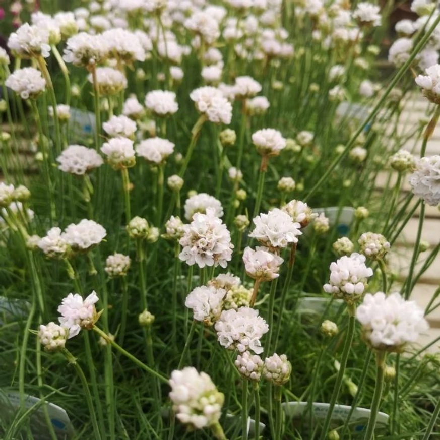 Armeria maritima Alba în centrul nostru de grădinărit.