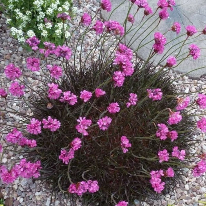 Aspectul și talia perenă a plantei Armeria maritima Rubrifolia.