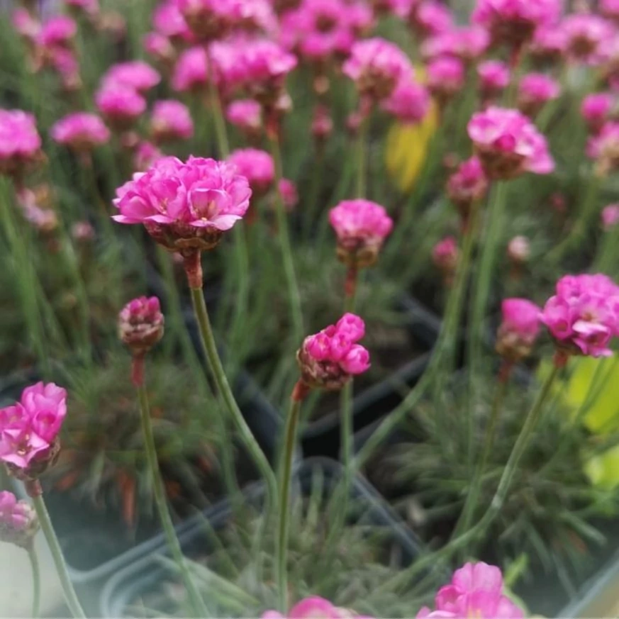 Armeria maritima Vezuv disponibilă în oferta noastră. 