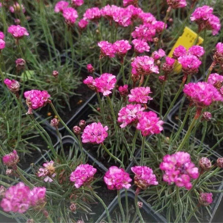 Armeria maritima Vezuv înflorită în luna aprilie.