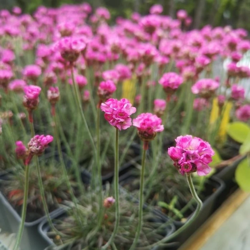 Limba peștelui Vezuv decorează cu florile sale roz pentru săptămâni întregi.
