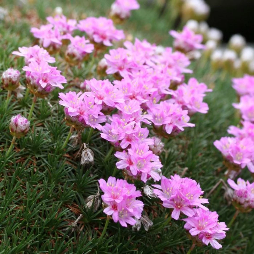 Armeria juniperifolia New Zealand Form decorează cu flori roz primăvara. 
