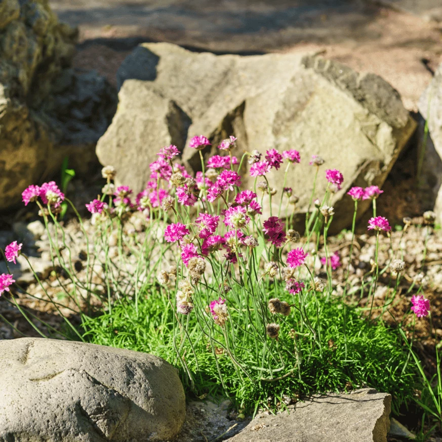 Limba peștelui plantat într-o stâncărie. 
