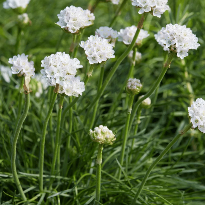 Armeria maritima Alba -  Limba peștelui cu flori albe