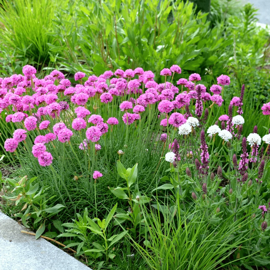 Armeria maritima Alba -  Limba peștelui cu flori albe