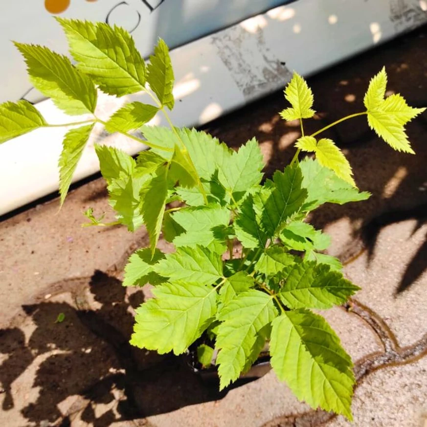 Frunzele de Aruncus dioicus de aproape. 