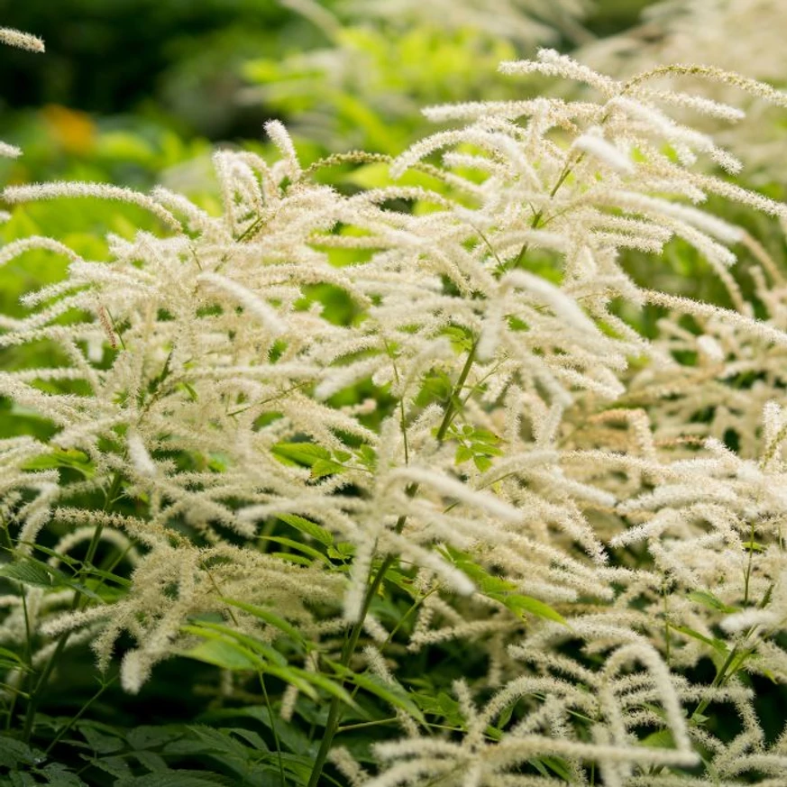 Aruncus dioicus are un aspect natural, gingaș. 