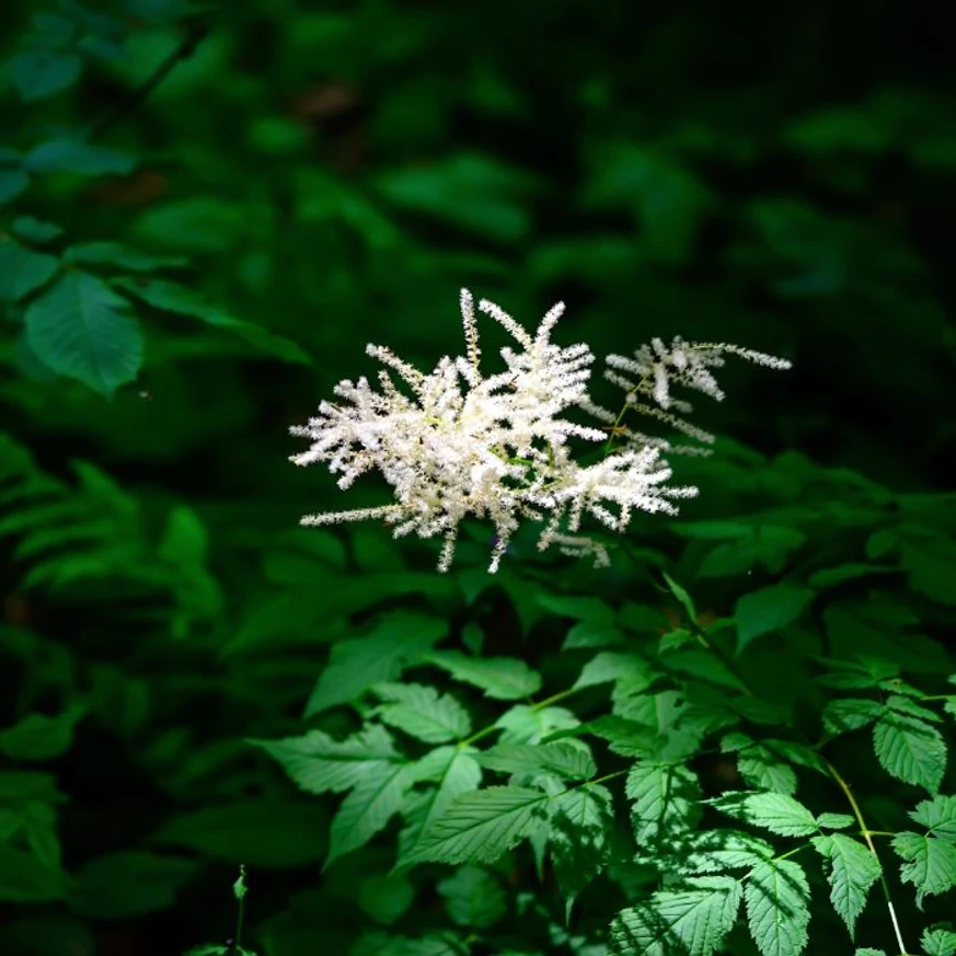 Frunzișul și floarea plantei Aruncus dioicus. 