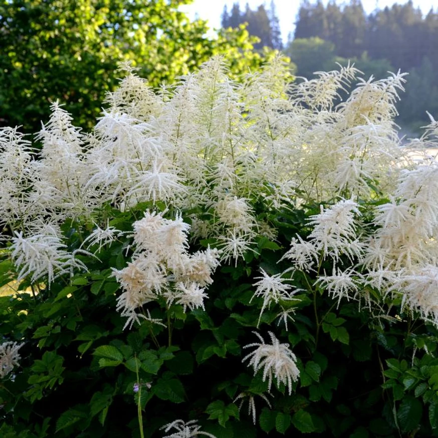 Planta ornamnetală Aruncus dioicus la maturitate, în timpul înfloririi. 