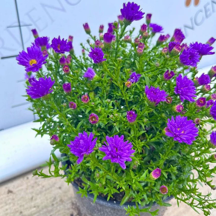 Cu florile sale deschise și bobocii săi, Aster pitică violet decorează grădina la începutul lunii octombrie.