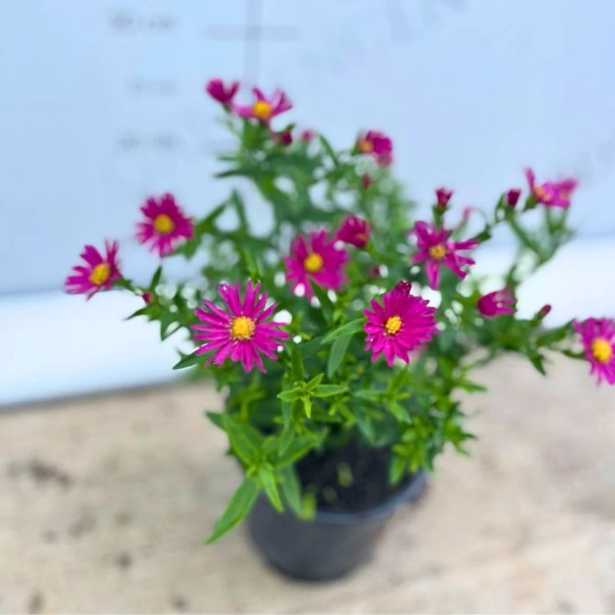 Dimensiunea tufei de Aster pitic roz.