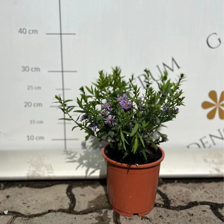 Steluța de toamnă pitică Wood's Purple în pepiniera noastră.