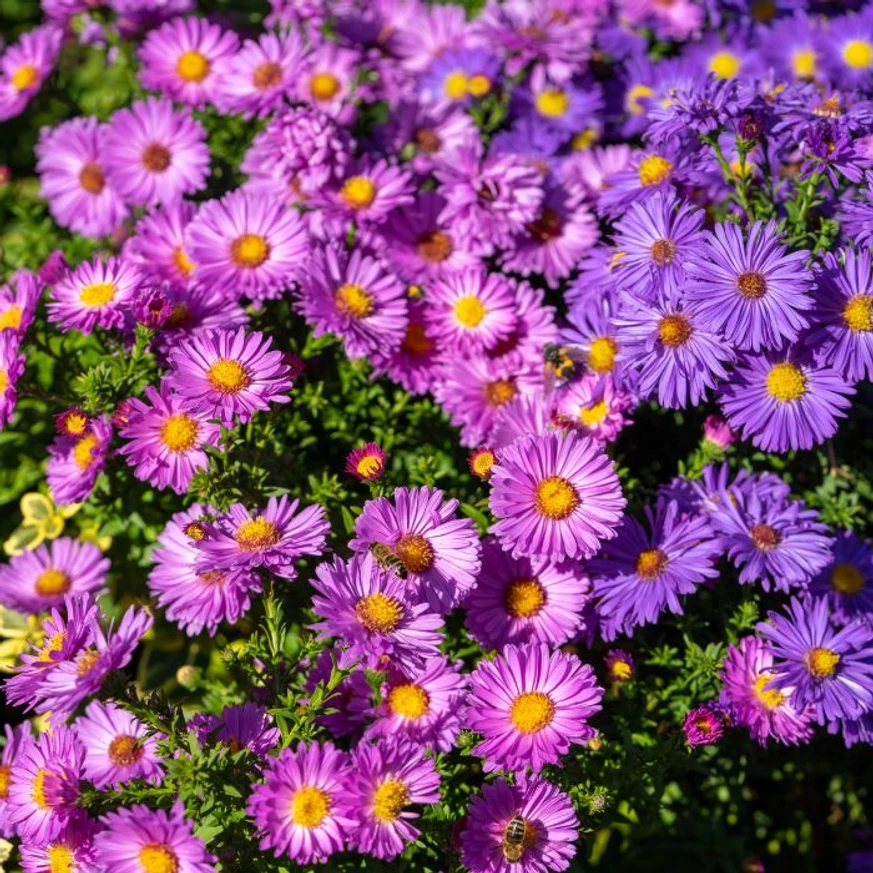 Aster de diferite culori, plantate împreună. 