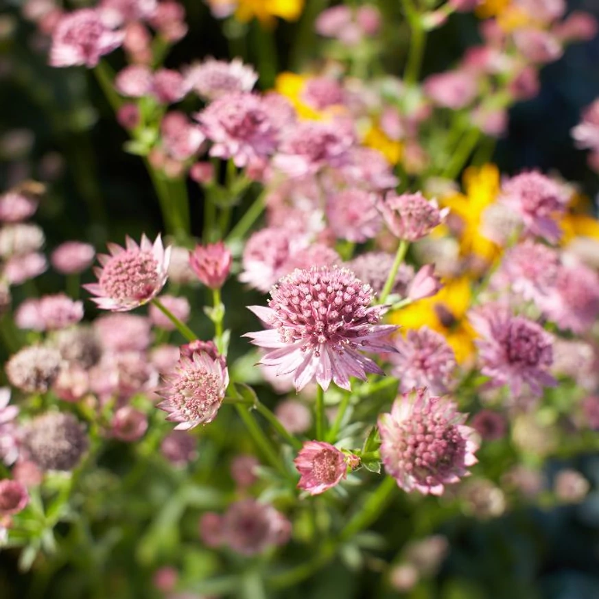 Astrantia Magical Melinda este o alegere excelentă pentru părțile semiumbrite ale grădinii. 