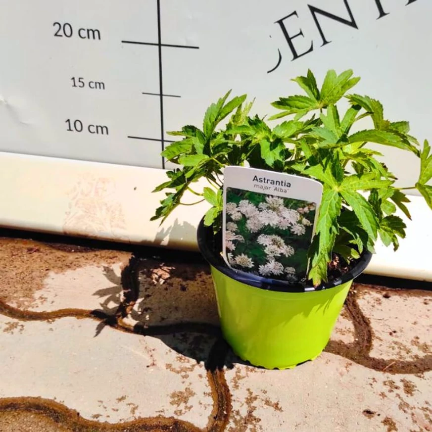 Astrantia major în afara perioadei de înflorire. 