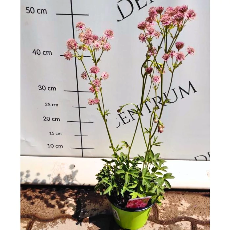 Astrantia majos Roma în pepiniera noastră, vara. 