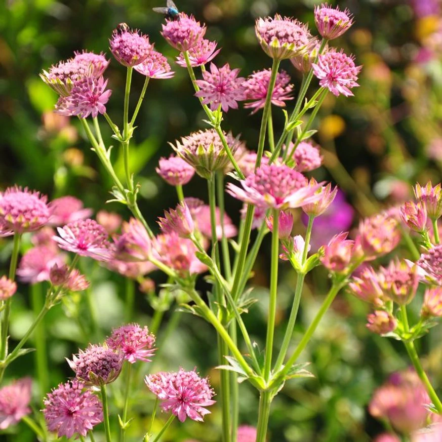 Astrantia majos Roma cu flori roz. 