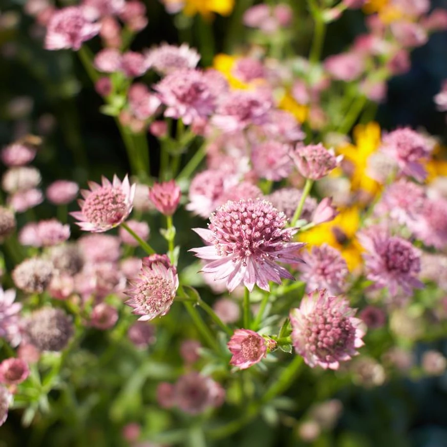 Astrantia majos Roma cu înflorire abundentă. 