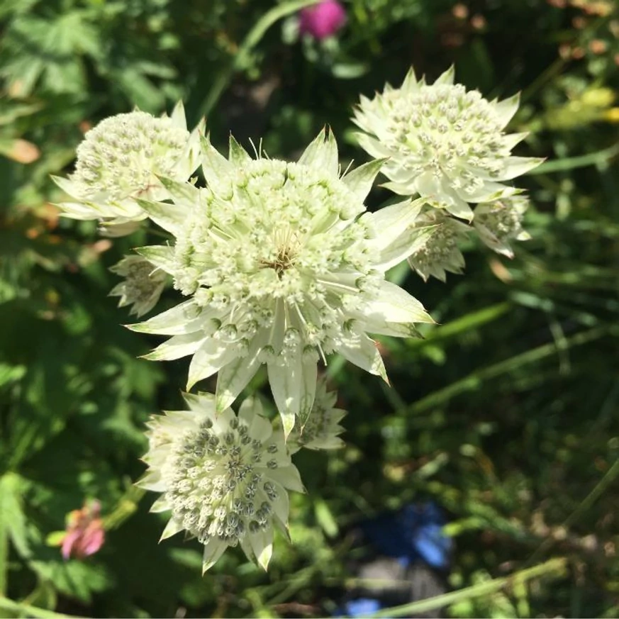 Florile șteviei de munte înfloresc în vârful tulpinilor drepte. 