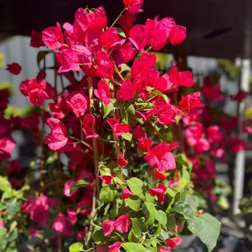 Florile Bougainville disponibile în gama noastră.