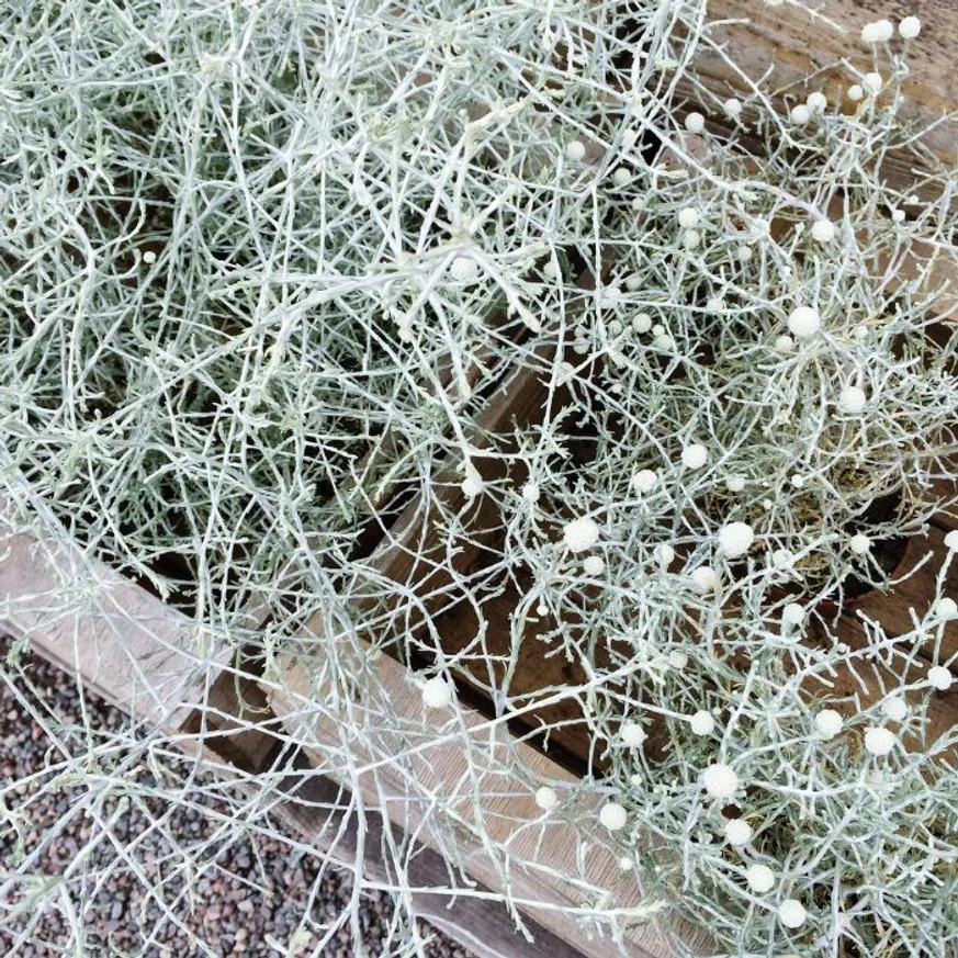 Aspectul al Calocephalus brownii și florile sale cu valoare decorativă neînsemnată.