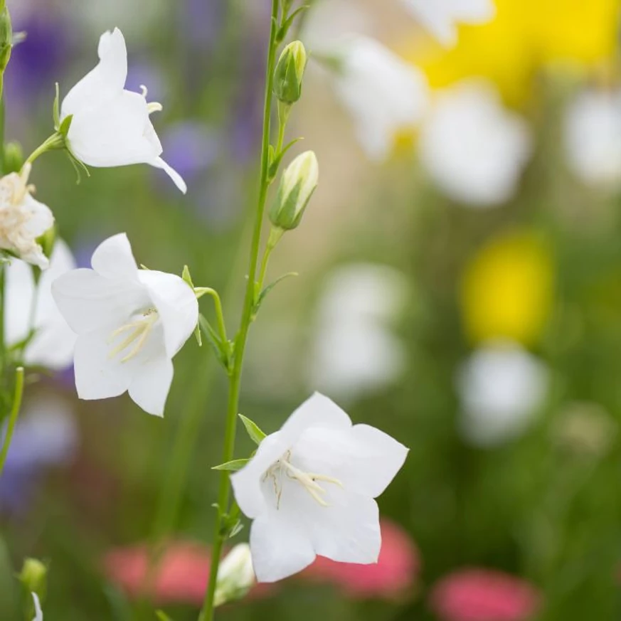 Florile gingașe ale clopoțelului alb Campanula persicifolia Takion White. 