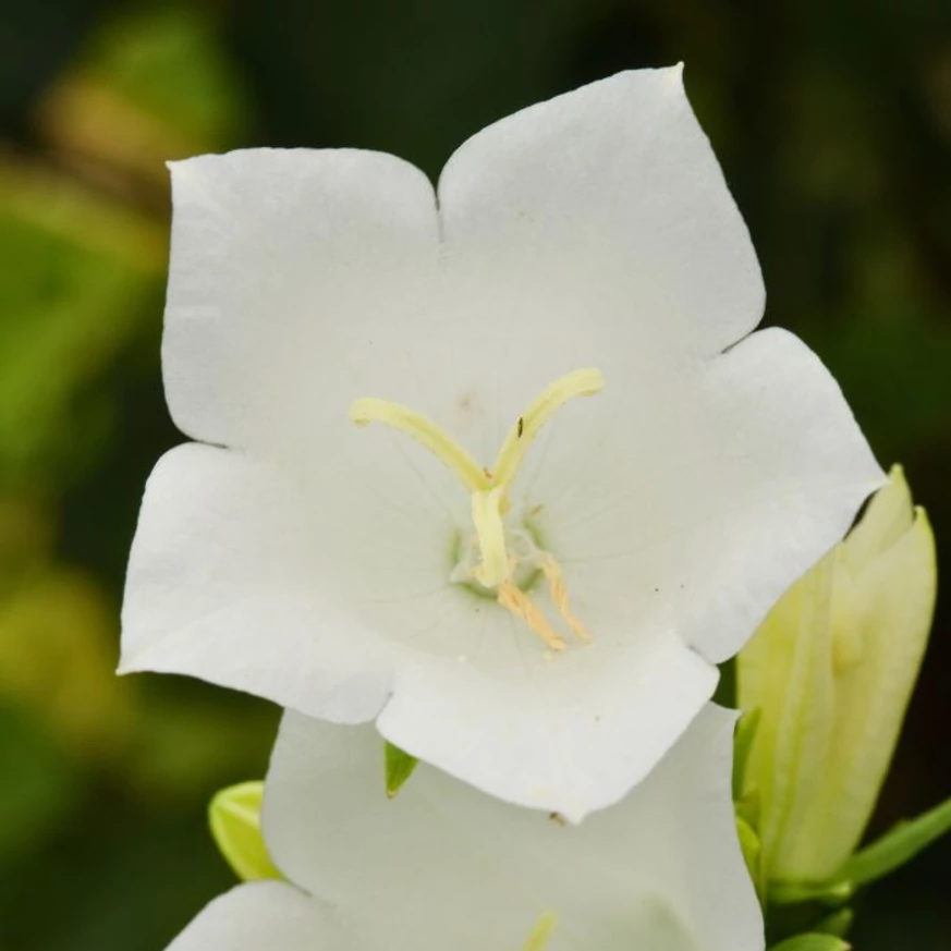 Imagine de aproape cu floarea clopoțelului alb Campanula persicifolia Takion White.