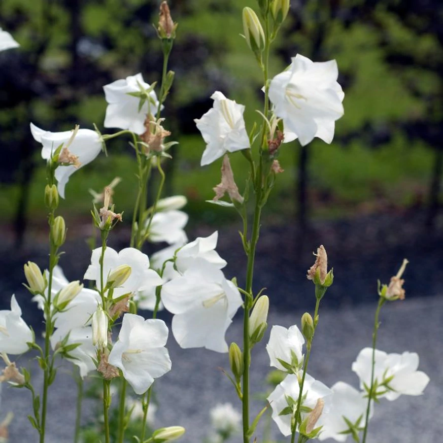 Clopoțelul alb Campanula persicifolia Takion White își înalță florile delicate pe tulpini lungi