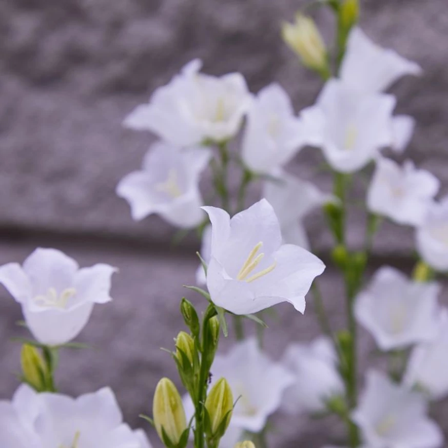Campanula persicifolia Takion White înflorește pe tot parcursul verii. 