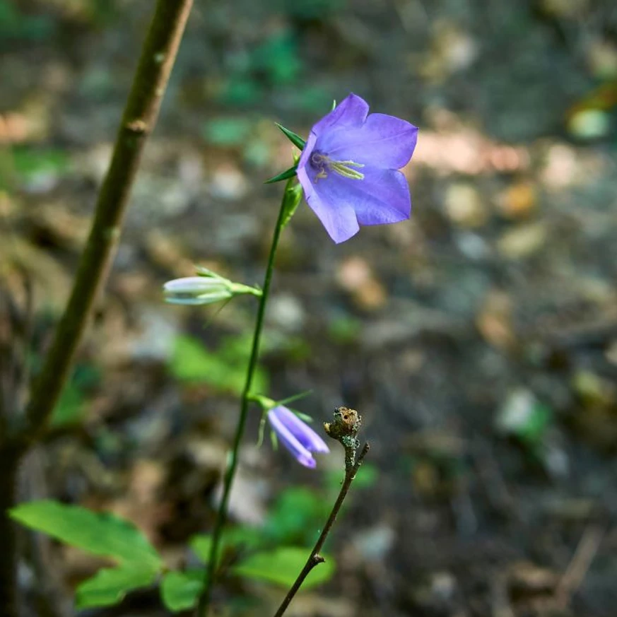Floarea colopoțelului Campanula persicifolia Coerulea. 