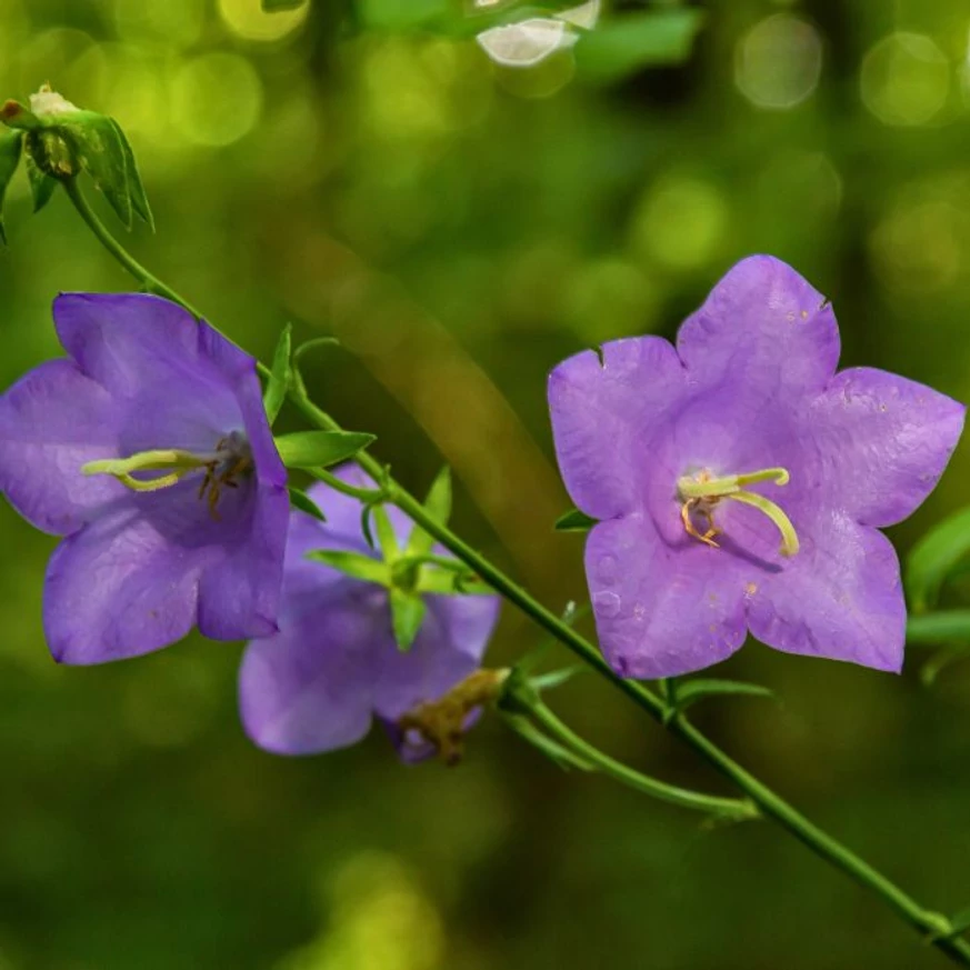 Florile plantei perene Campanula persicifolia Coerulea înfloresc pe parcursul verii. 