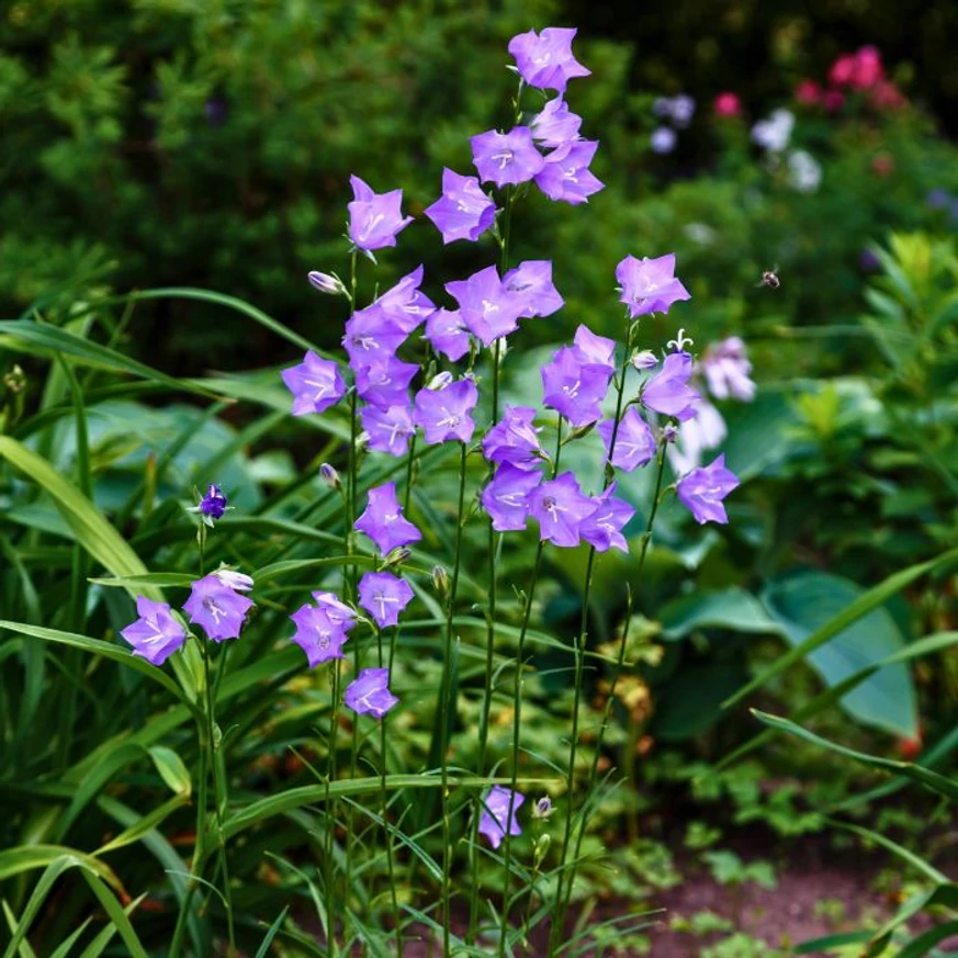 Campanula persicifolia Coerulea în timpul înfloririi. 