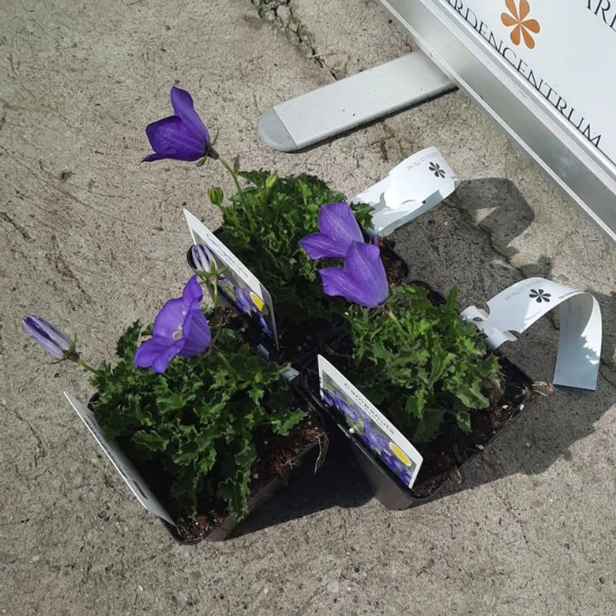 Campanula carpatica - Clopoțel carpatin albastru