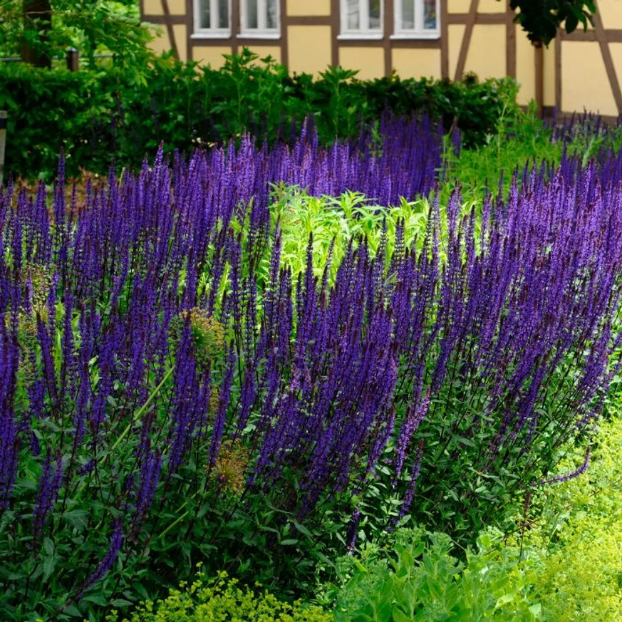 Salvia nemorosa Caradonna - Salvie ornamentală