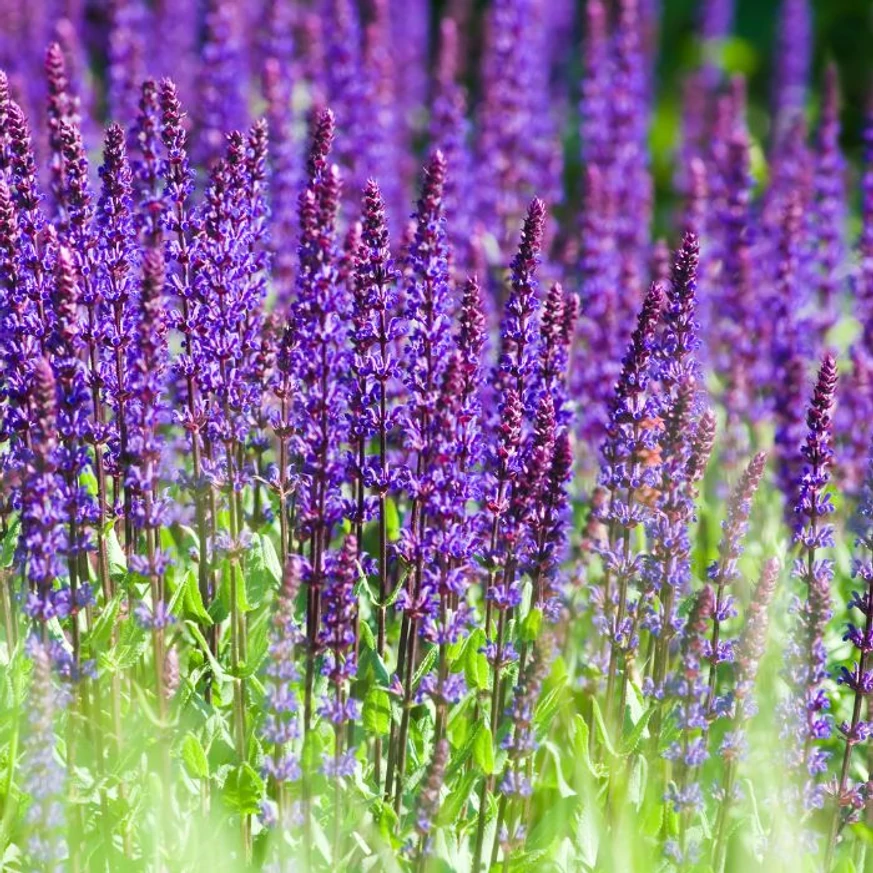 Salvia nemorosa Caradonna - Salvie ornamentală