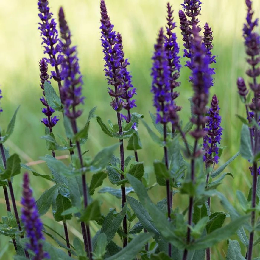 Salvia nemorosa Caradonna - Salvie ornamentală