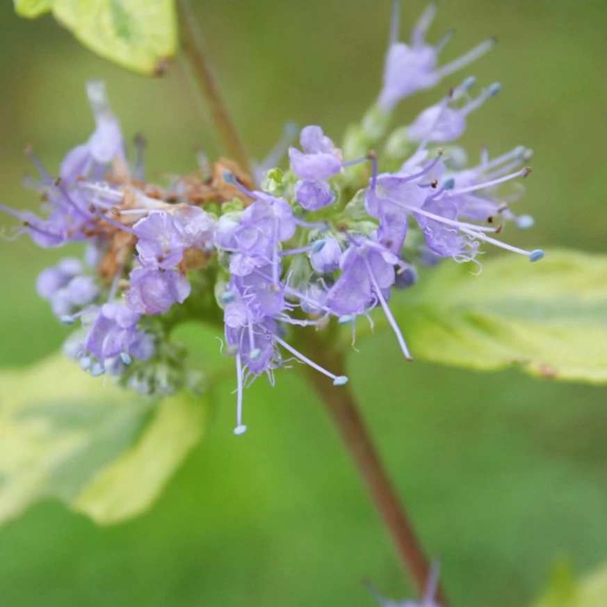 Floarea plantei perene Caryopteris Summer Sorbet.