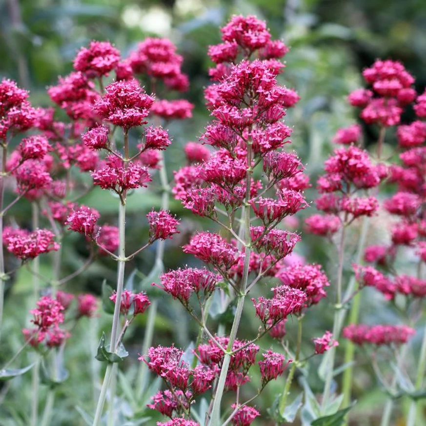 Centranthus ruber Coccineus - Valeriană roșie