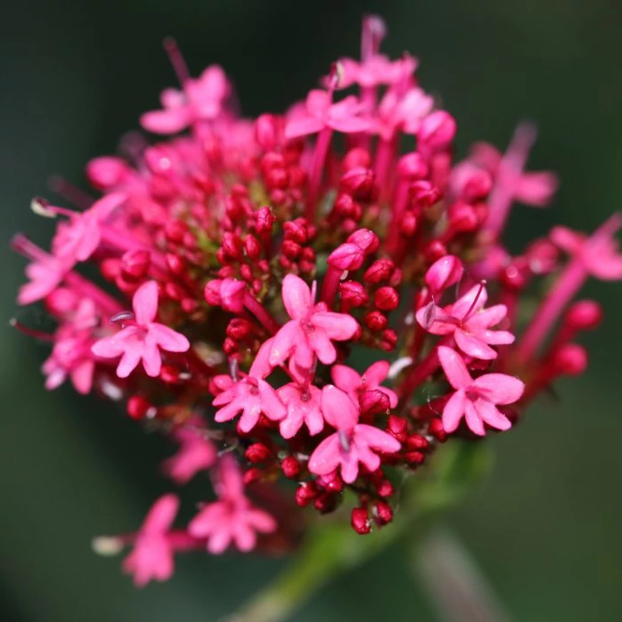 Centranthus ruber Coccineus - Valeriană roșie