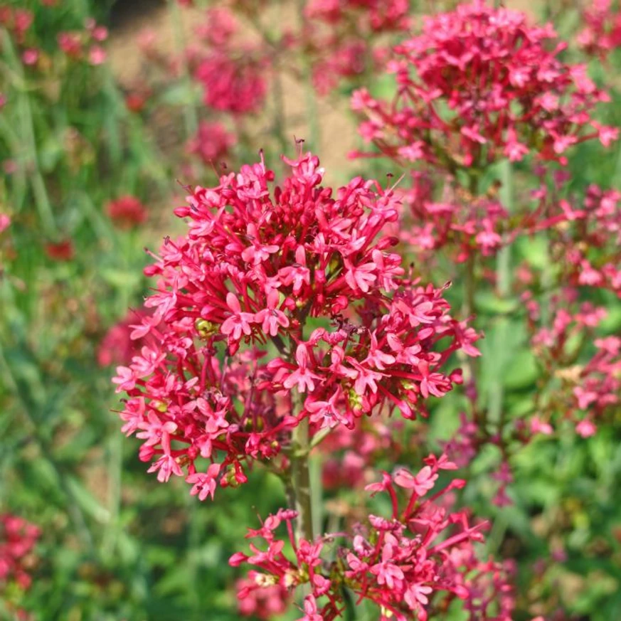 Centranthus ruber Coccineus - Valeriană roșie