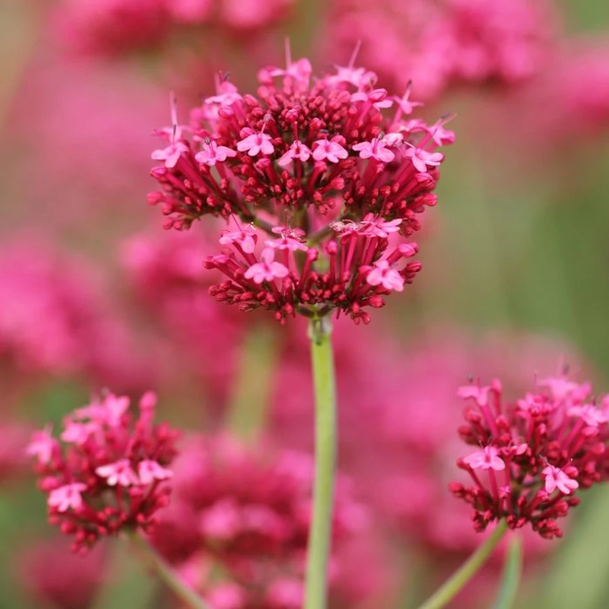 Centranthus ruber Coccineus - Valeriană roșie